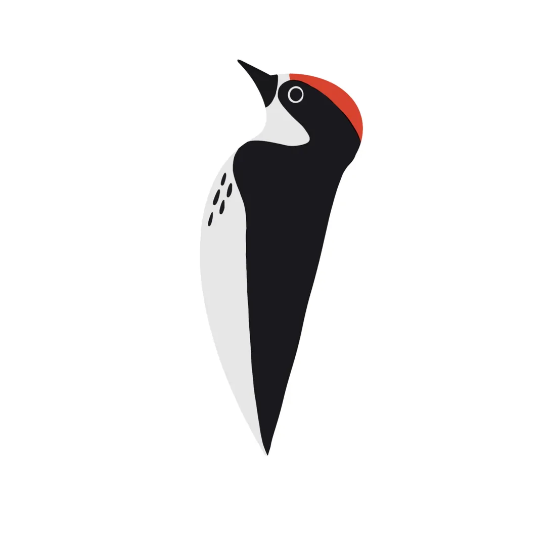 Acorn_Woodpeckers